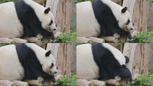 大熊猫国宝高清在线视频素材下载