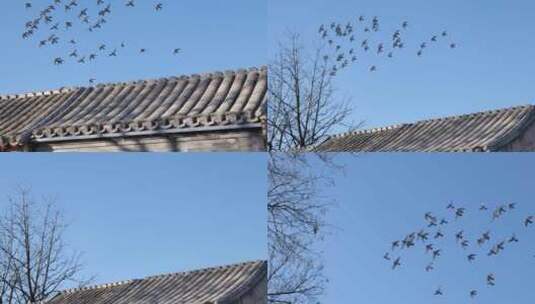 老北京城区的鸽子高清在线视频素材下载