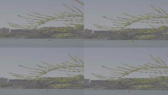 玉渊潭花-波光粼粼的湖面和樱花4k50帧高清在线视频素材下载