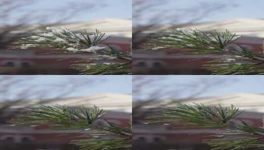 雪在松枝上融化消融4k视频高清在线视频素材下载
