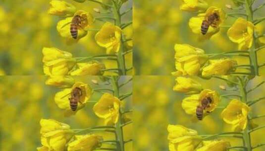 金黄色油菜花上的蜜蜂特写高清在线视频素材下载