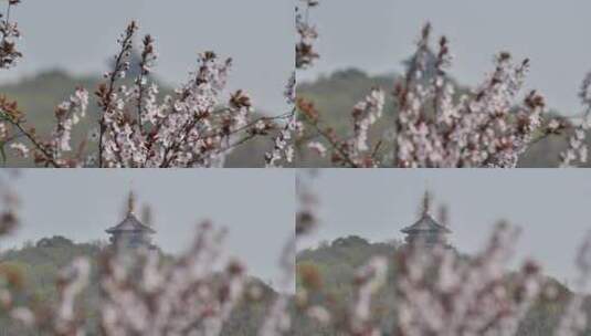 杭州西湖太子湾樱花高清在线视频素材下载