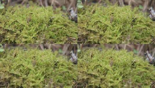 绿色的苔藓蕨类植物高清在线视频素材下载