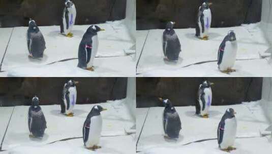 企鹅脱毛退毛阶段高清在线视频素材下载