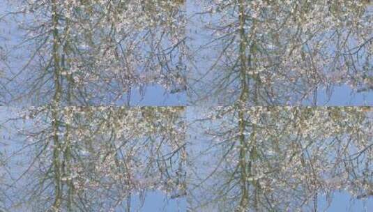 春天梨花樱花杏花盛开在水中倒影高清在线视频素材下载