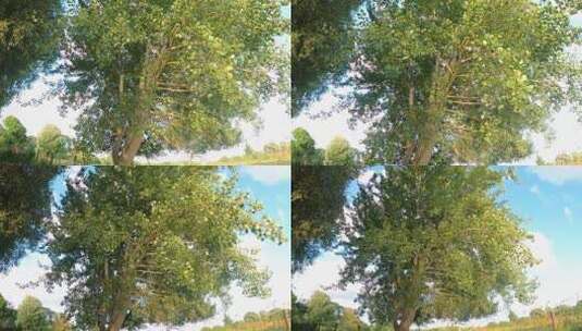 晴天的杨树夏季的杨树高清在线视频素材下载