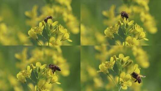 蜜蜂与油菜花高清在线视频素材下载