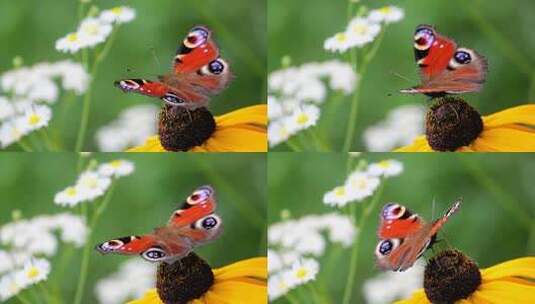 花丛中的蝴蝶高清在线视频素材下载
