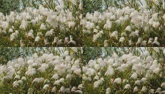 河边植物荻芒芦苇微风摆动实拍高清在线视频素材下载