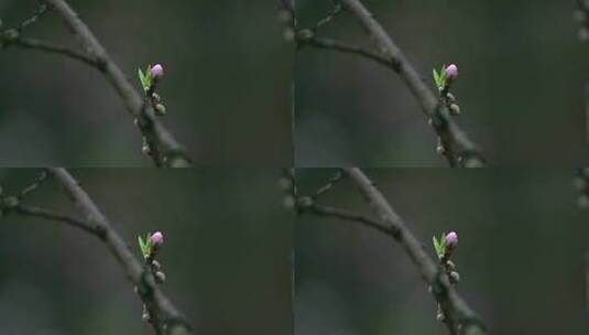 桃花桃花林桃花源高清在线视频素材下载