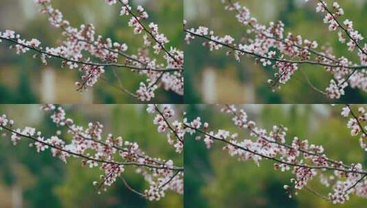 春天一枝含苞待放的桃花-国风高清在线视频素材下载