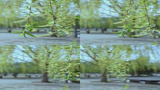 午后阳光下风吹柳树的花高清在线视频素材下载