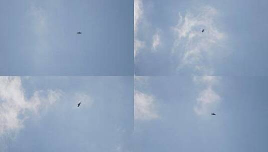 蓝天下飞翔的老鹰高清在线视频素材下载