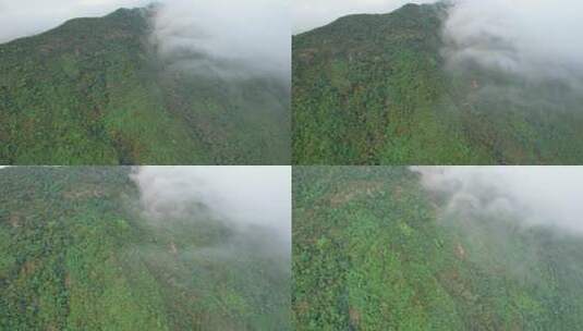 绿色美景雨林晨雾高清在线视频素材下载