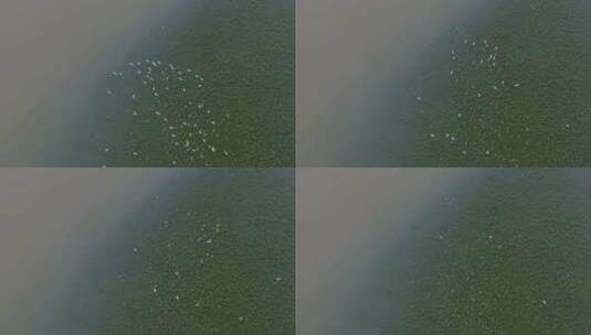 青山绿水一群白鹭飞翔空镜福建泰宁大金湖高清在线视频素材下载