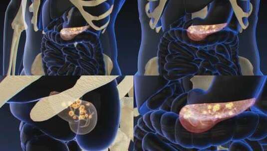 模型素材 肠胃展示动画 生命健康高清在线视频素材下载