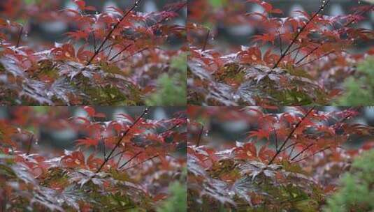 雨天 树木 风景 悠然 院子 造景高清在线视频素材下载