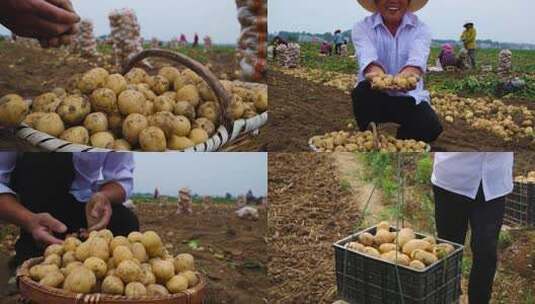 土豆田土豆收割高清在线视频素材下载