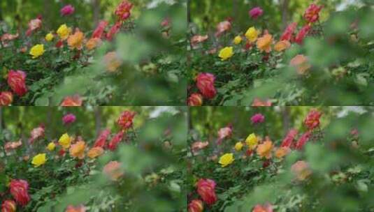 夏天盛开的月季花城市绿化花朵清新花苞高清在线视频素材下载