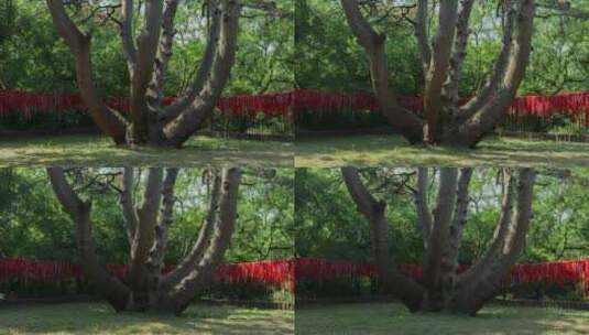 松树清昭陵北陵公园神树光影变化高清在线视频素材下载