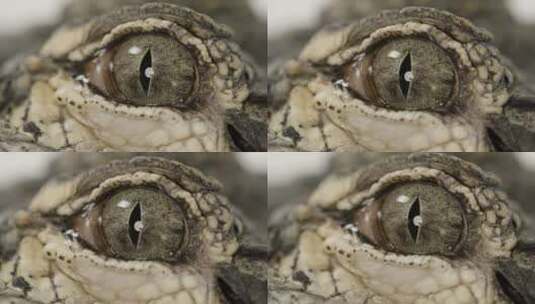 美洲鳄鱼眼球关闭水生爬行动物捕食者高清在线视频素材下载