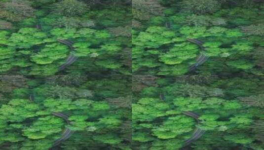 树林风景 森林 原始森林 绿色高清在线视频素材下载