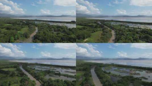 4K航拍深圳福田红树林湿地保护区高清在线视频素材下载