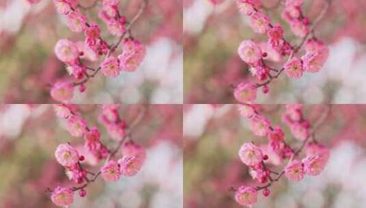 盛开的红梅花高清在线视频素材下载