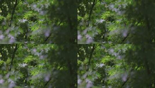 雨水落在枫叶上4k升格慢镜 唯美空镜高清在线视频素材下载