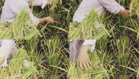 稻田农民劳作丰收收割水稻高清在线视频素材下载