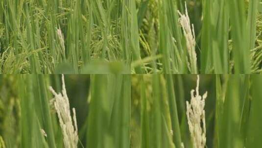 水稻病虫害高清在线视频素材下载