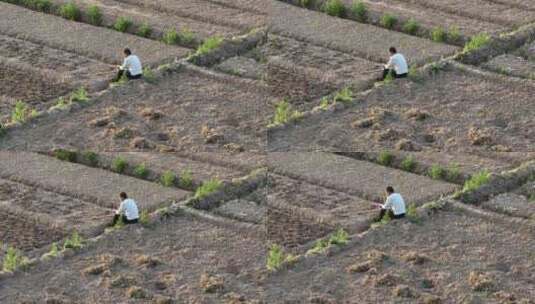 航拍男性农民在田间土地休息高清在线视频素材下载