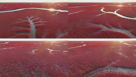 辽宁盘锦红海滩湿地高清在线视频素材下载