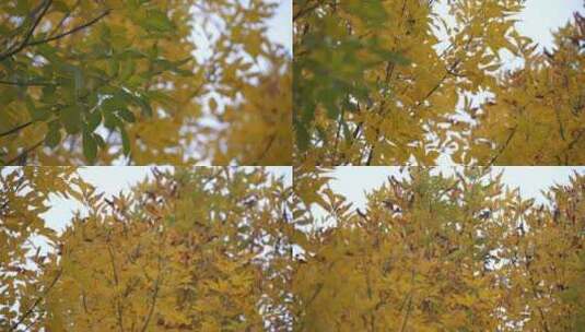 秋天风景高清在线视频素材下载