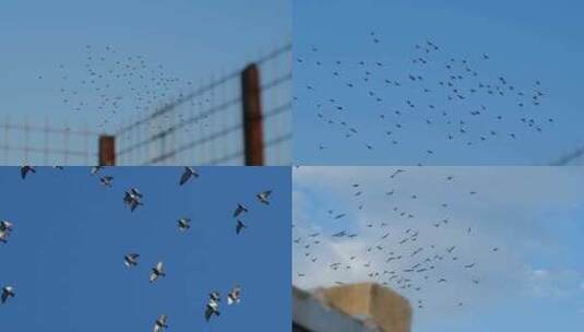 天空鸟群高清在线视频素材下载