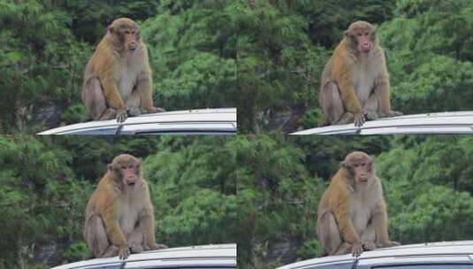 西藏 吉隆镇 车顶 猕猴 猴子高清在线视频素材下载