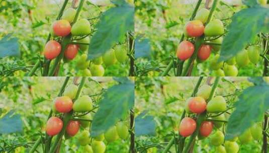 圣女果小西红柿小番茄种植高清在线视频素材下载