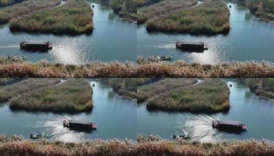 中国杭州西溪湿地秋芦飞雪坐摇橹船赏芦花高清在线视频素材下载