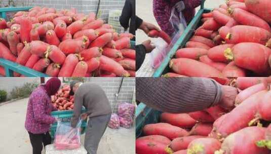 萝卜 拔萝卜 红皮萝卜 丰收收获高清在线视频素材下载