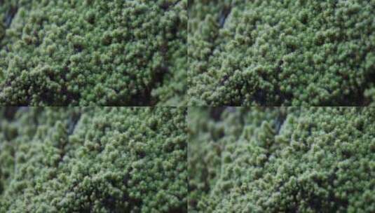 大自然森林生态环境土壤苔藓特写高清在线视频素材下载