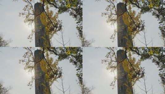 秋冬季天马山顶高塔与银杏树高清在线视频素材下载