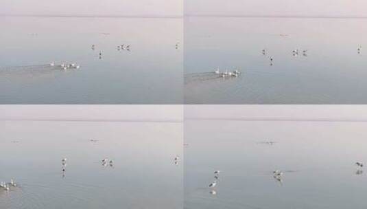 鄱阳湖候鸟越冬航拍高清在线视频素材下载
