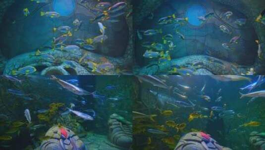 海底世界水族馆鱼群2高清在线视频素材下载