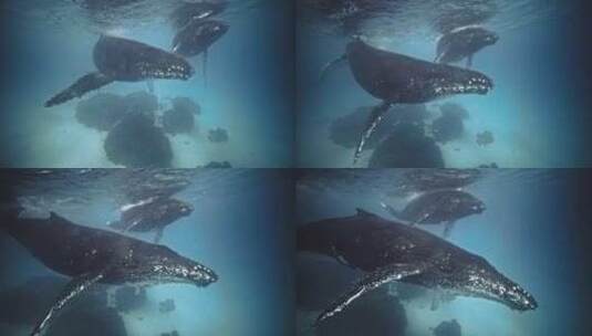 海洋中的座头鲸高清在线视频素材下载