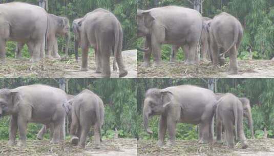 大象高清在线视频素材下载