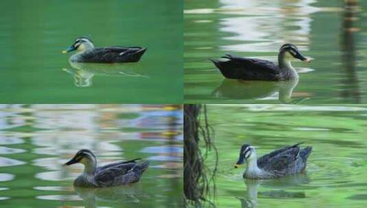 池塘湖面斑嘴鸭高清在线视频素材下载