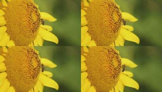 蜜蜂在向日葵上采蜜的特写高清在线视频素材下载