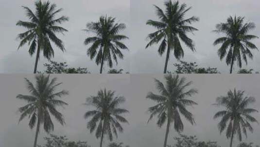 阴天的椰树高清在线视频素材下载