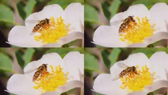 春天蜜蜂在白色花朵上采蜜高清在线视频素材下载