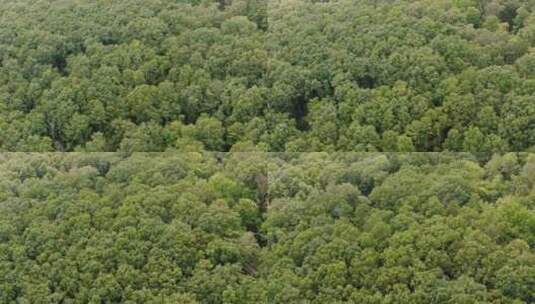 茂密的森林景观绿色自然生态环境高清在线视频素材下载